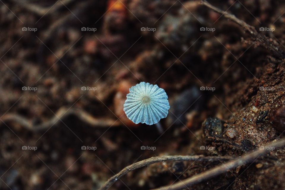 beautiful white mushroom in garden