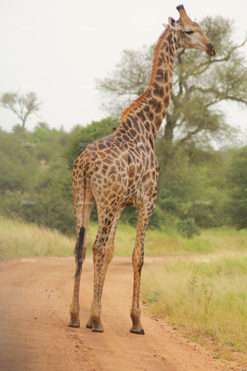 Giraffe at Kruger park South Africa 