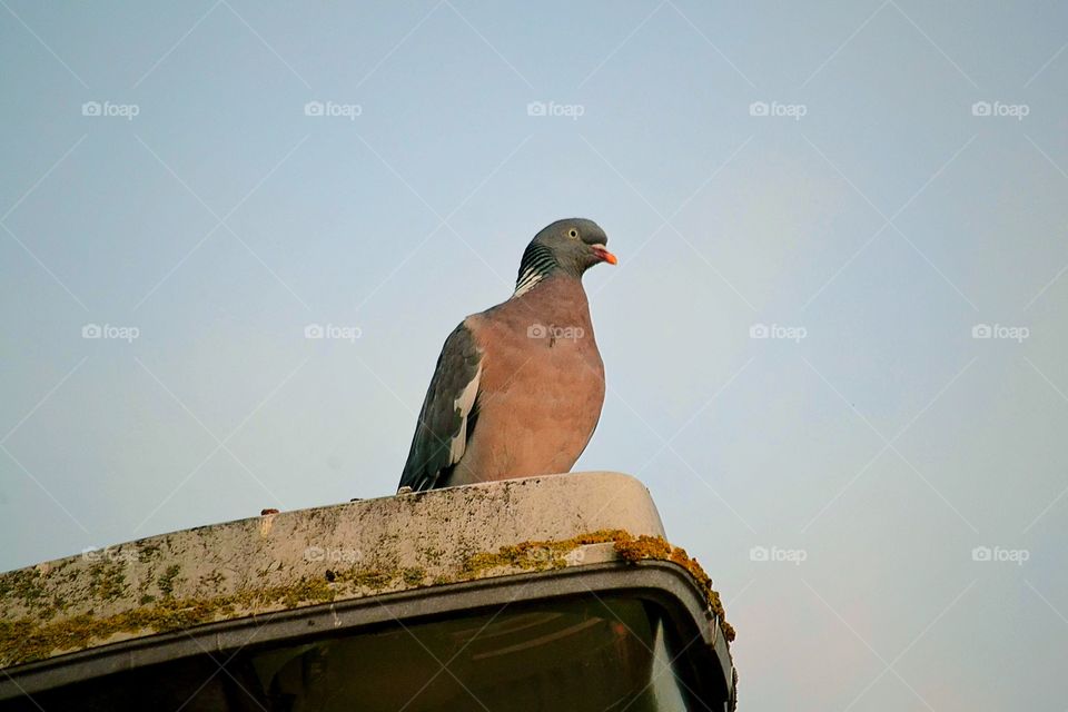 Dove on the lampost