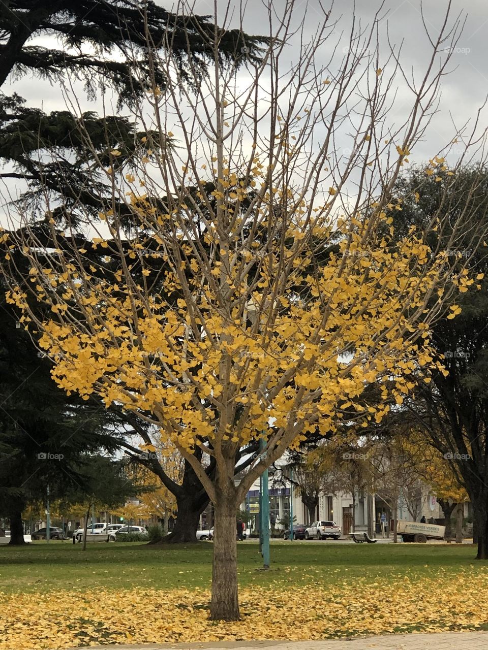 Otoño Hojas Doradas Temporada Caída Estaciones Otoñal