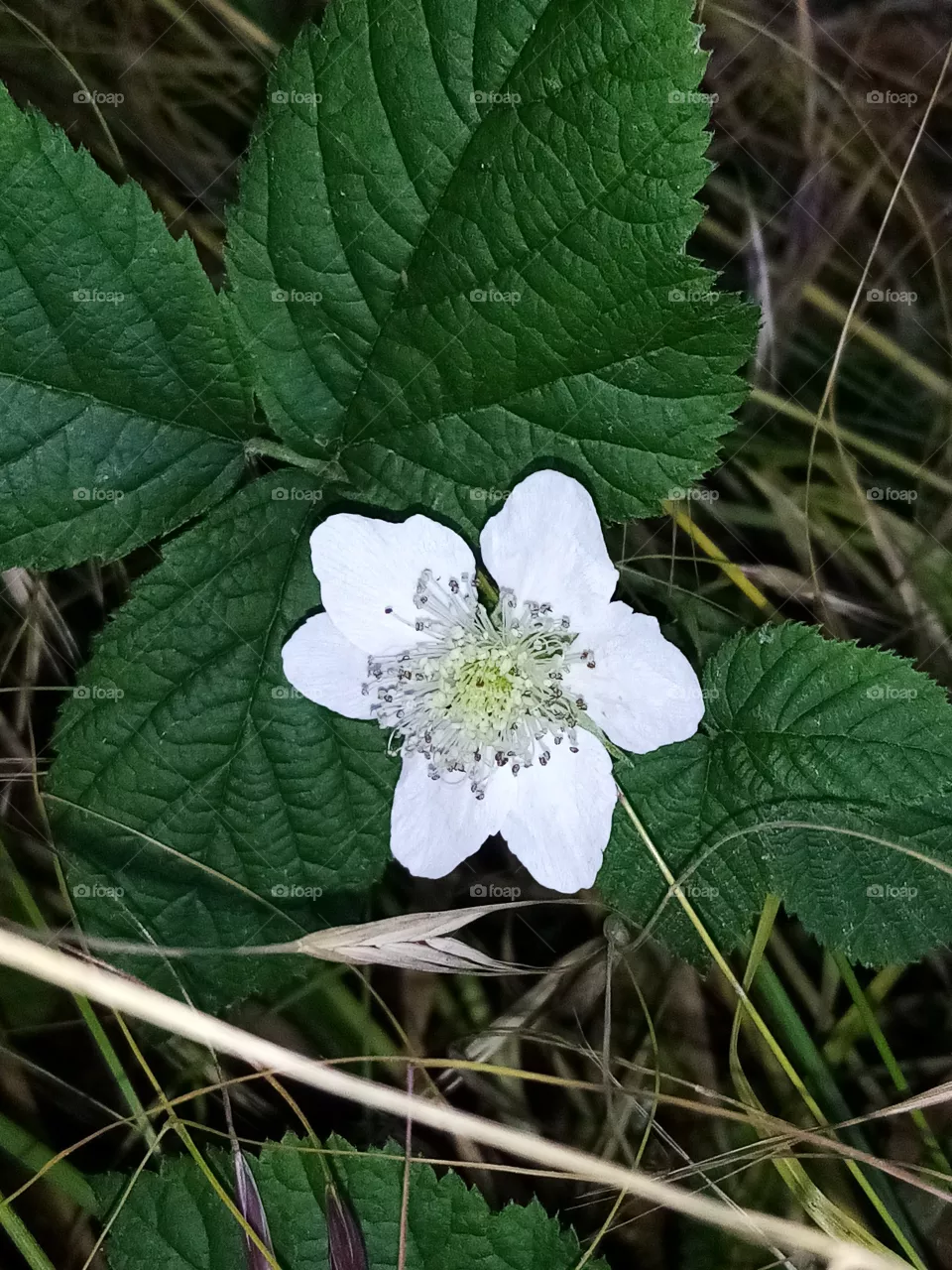Blume