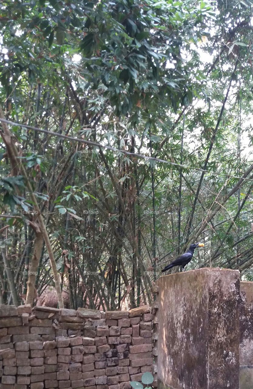 Tree, Bird, Nature, Outdoors, Wood