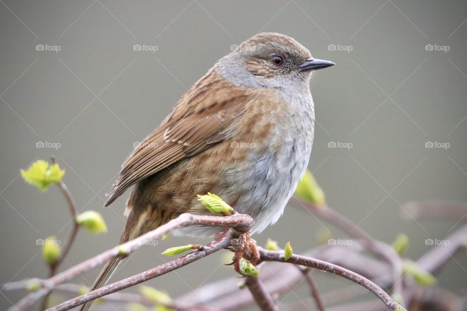 Dunnock