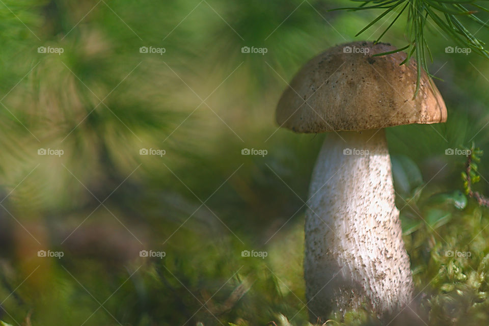 Photo of a mushroom in the forest among green trees. Mushroom close-up.