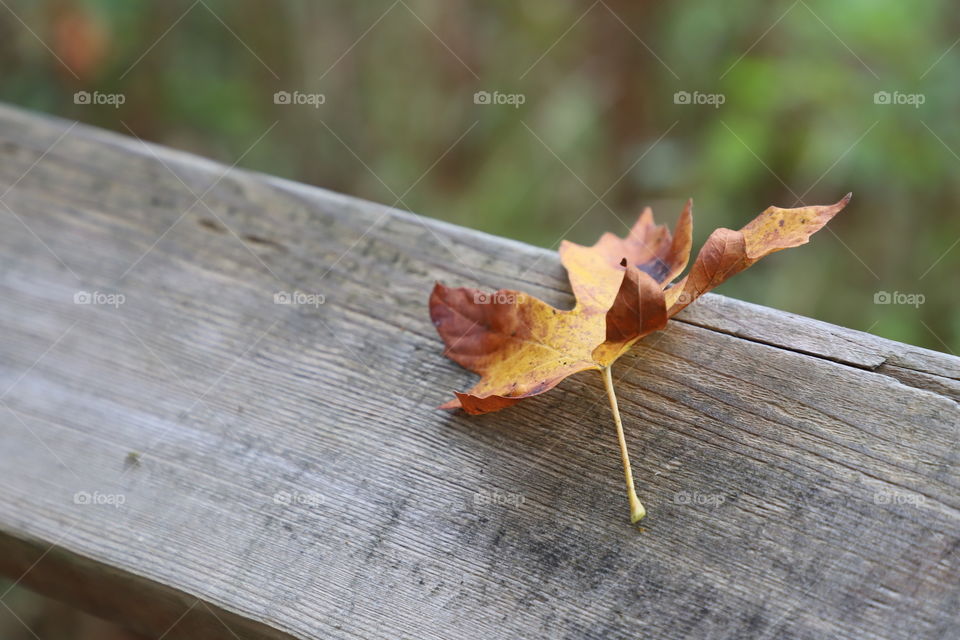 Fallen leaf on a wooden fence 