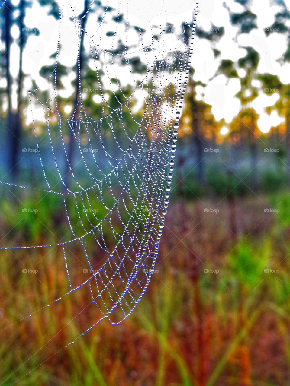 Spiderweb at sunrise with dew drops.