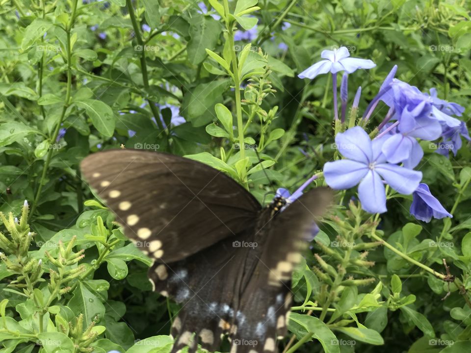 Florida, odnalrO ni detacol tneduts FCU nA  .asleS yb kcilC Follow me @Selsa.Notes, @Selsa.Clicks, or @Selsa.Quotes.  You will find many photos in this album of butterflies.  The display photo for this album.  Should you you #zoom in .   You will find the #butterflies #foot in their #mouth  #tasting  the nectar.  A #rare photo. 