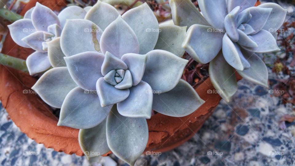 The beauty of flowers