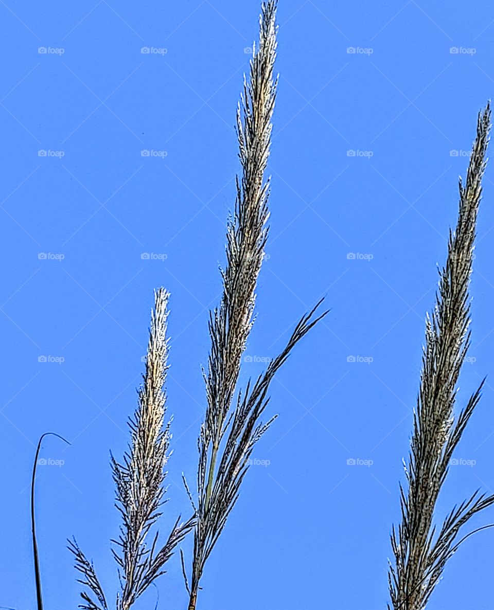plant with sky background