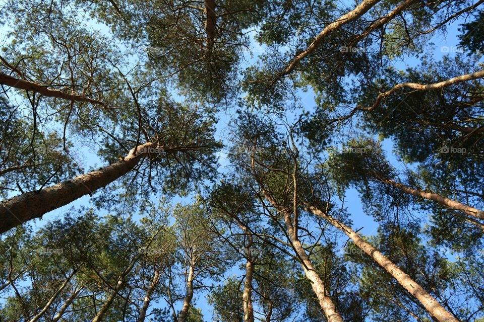 Low angle view of trees top