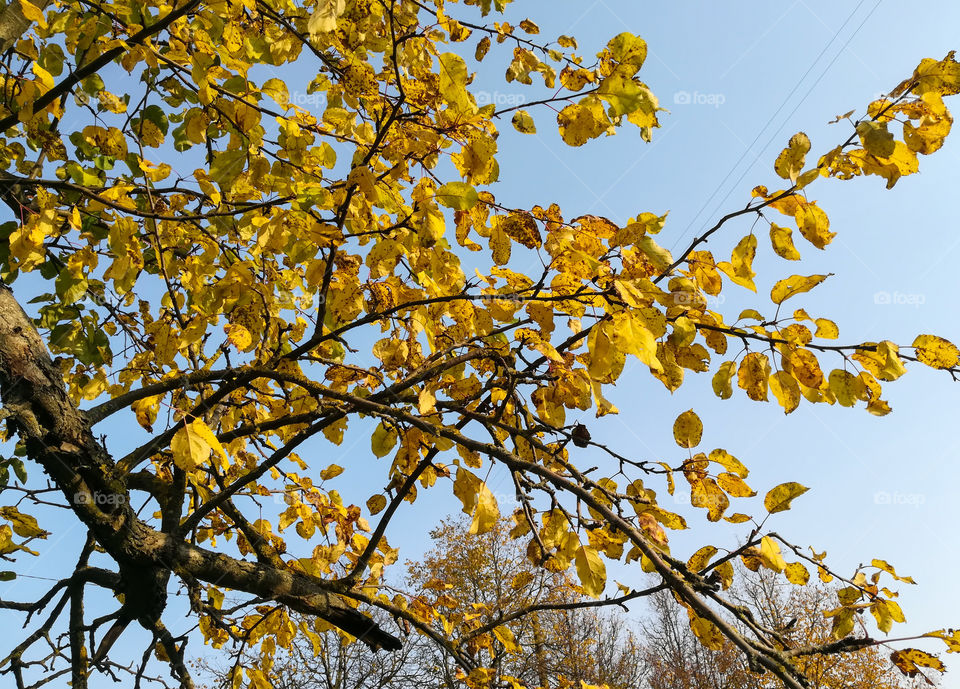 Autumn branches with yellow leaves