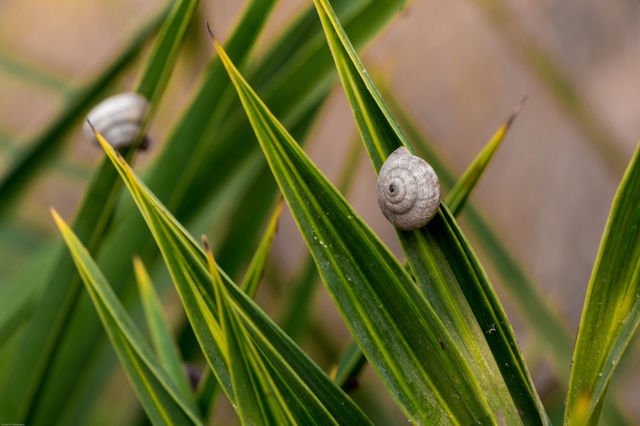 On the leaf