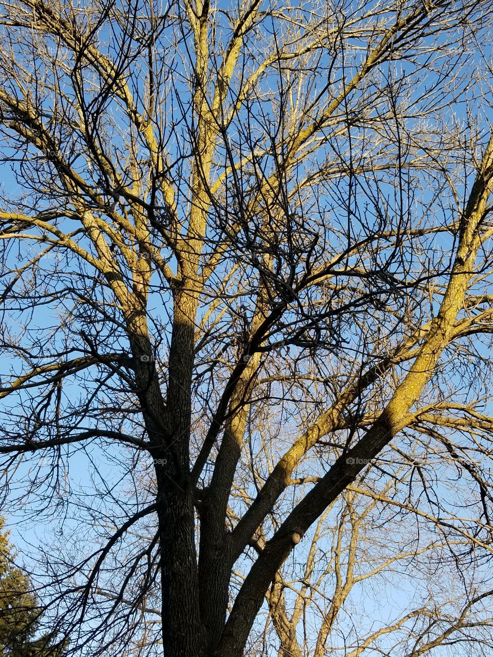 Glowing in the Sunlight