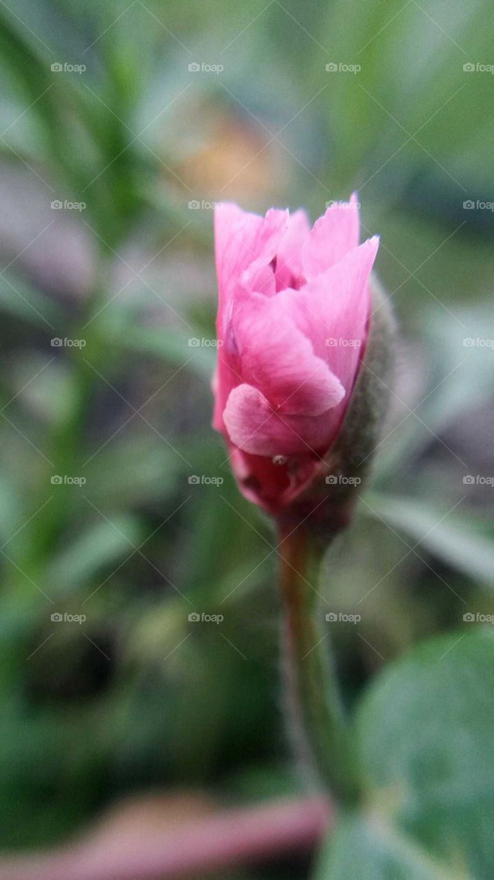 tiny bud macro