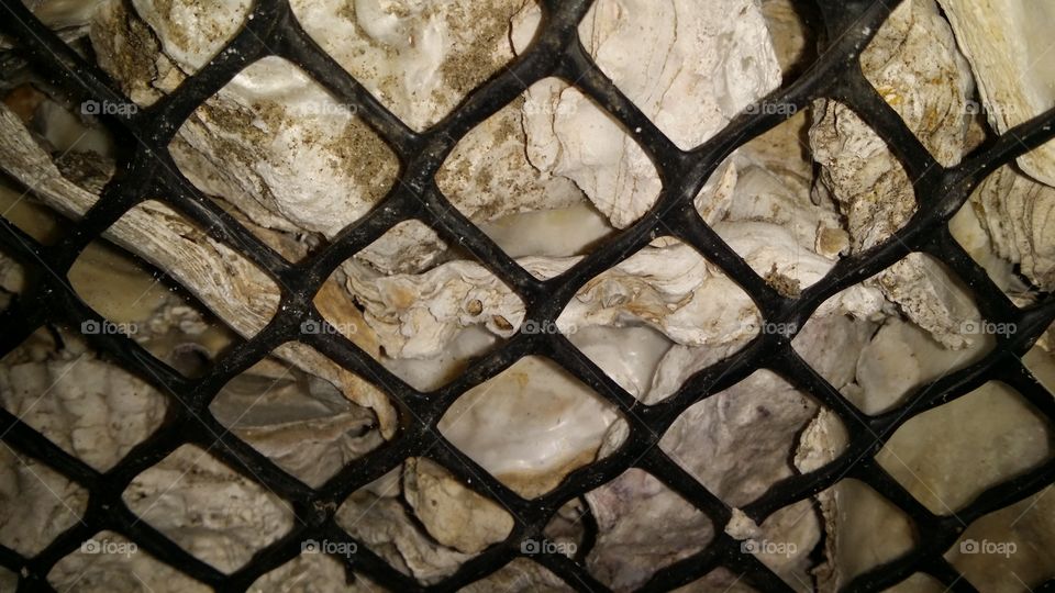 oister shells. oister shells in cage