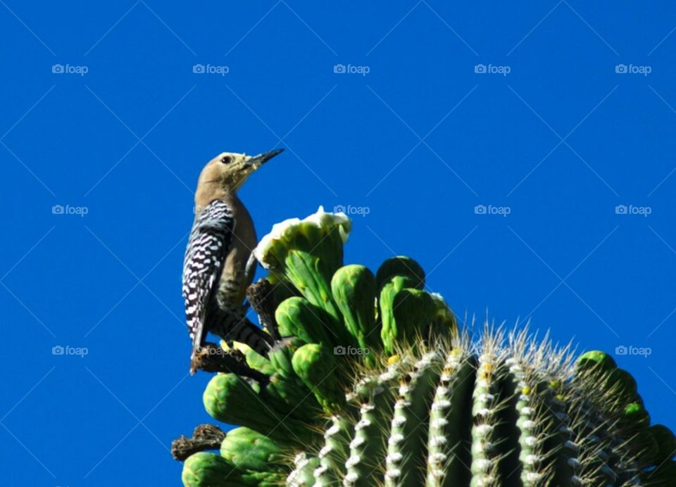 Saguaro woodpecker