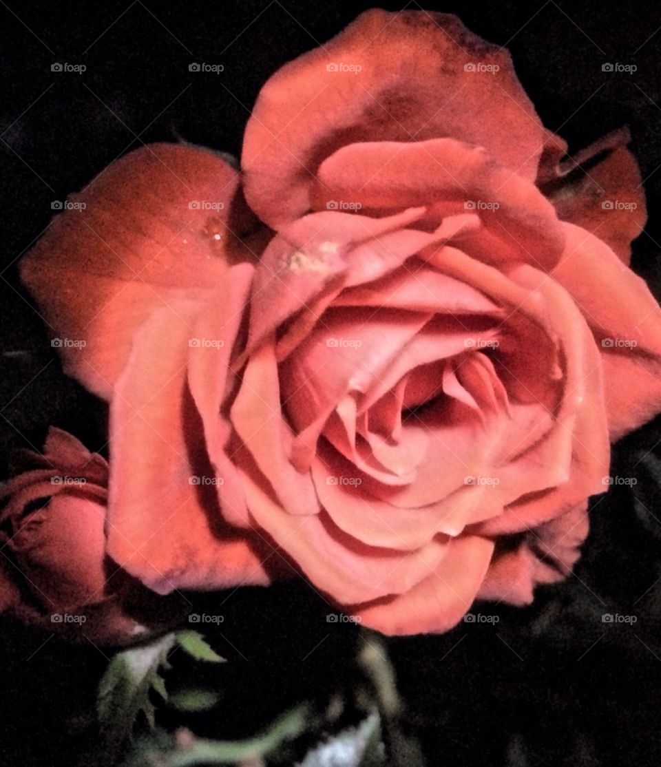 Rose beauty