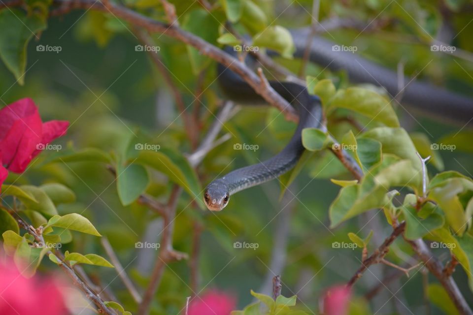 Snake in bushes