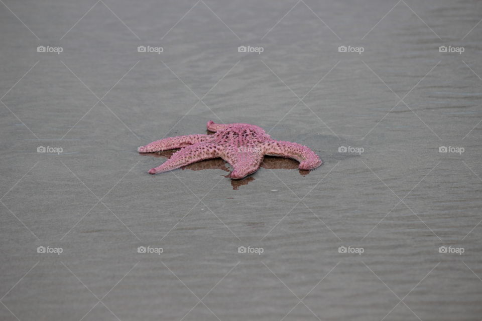 Pink starfish