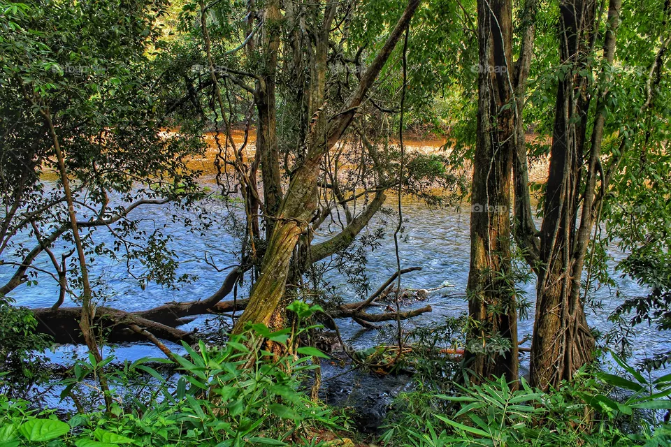 River and forest