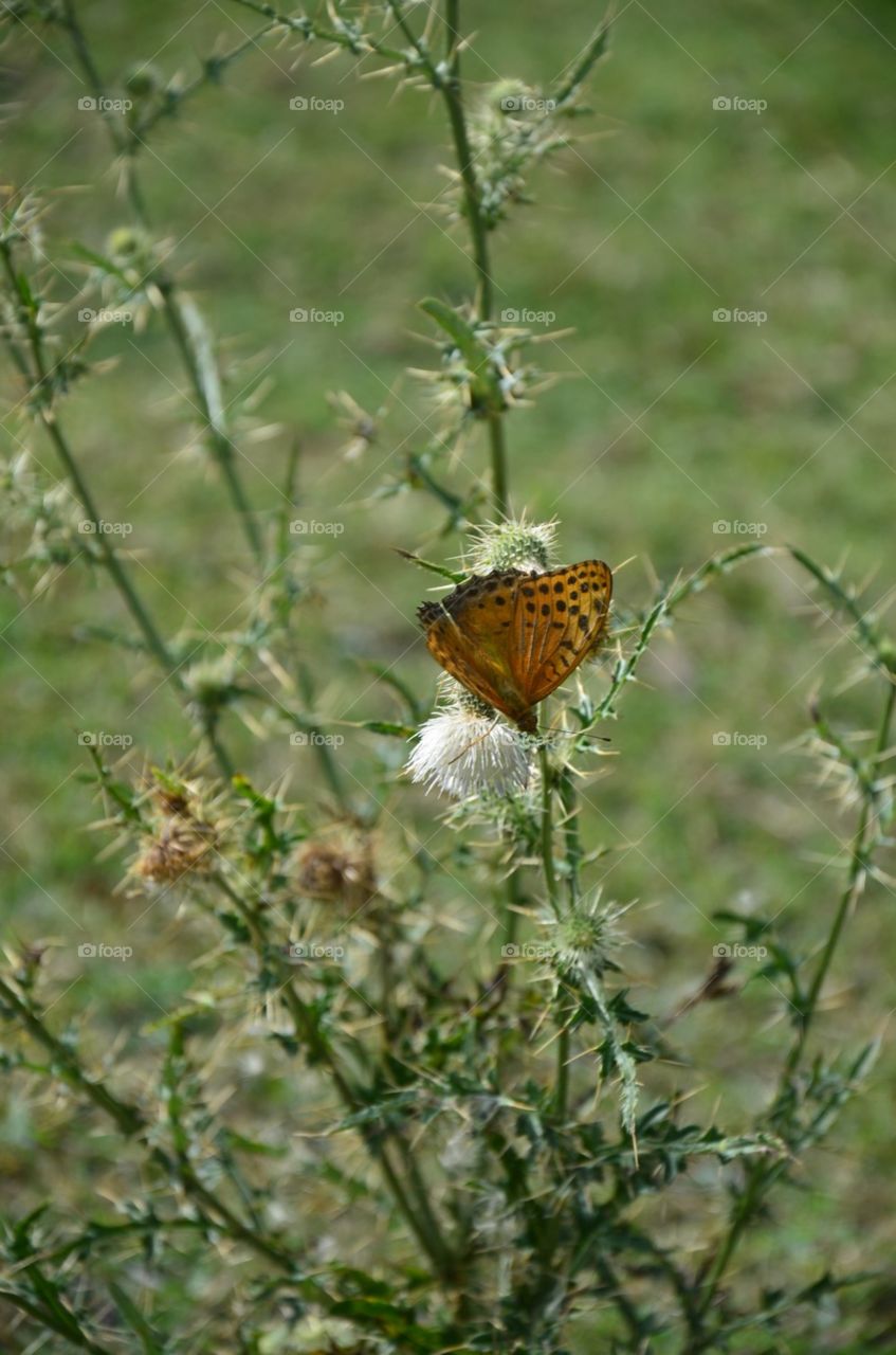 butterfly