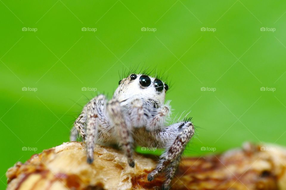 Macro shot of a jumping spider.