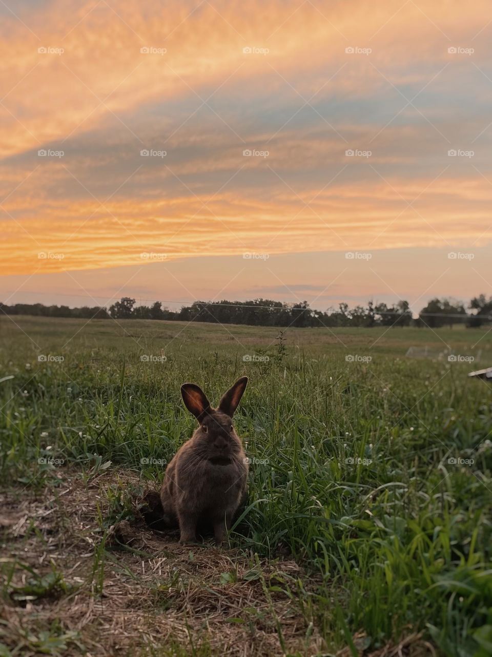 Bunny and a sunset