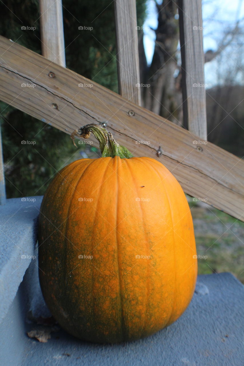 Sitting orange and green pumpkin on a cool autumn day 