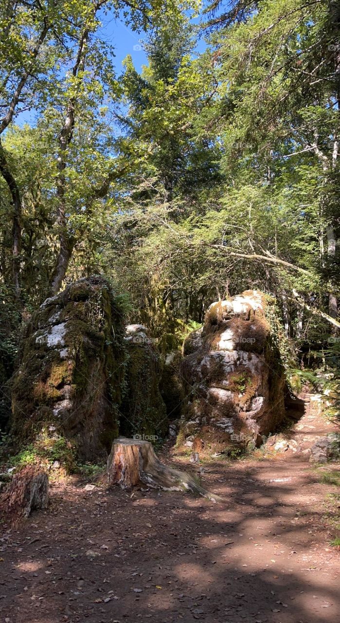 A magnificent autumnal palette in the heart of an enchanted forest in France 