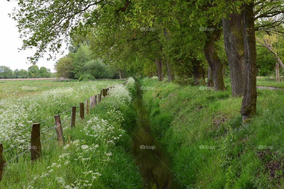 Wiesenblumen am Ufer eines Graben