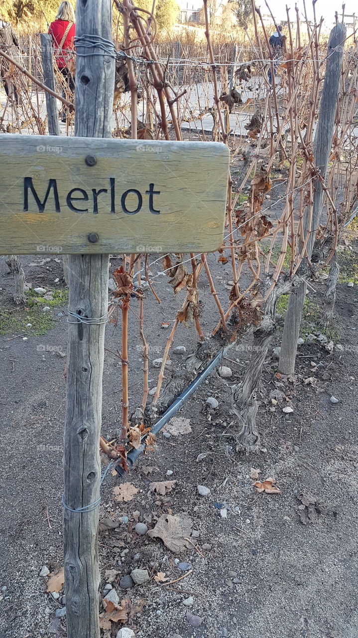 Trata-se da parreira Merlot, em Junho de 2019, na vinícola Concha y Toro, em Santiago/Chile