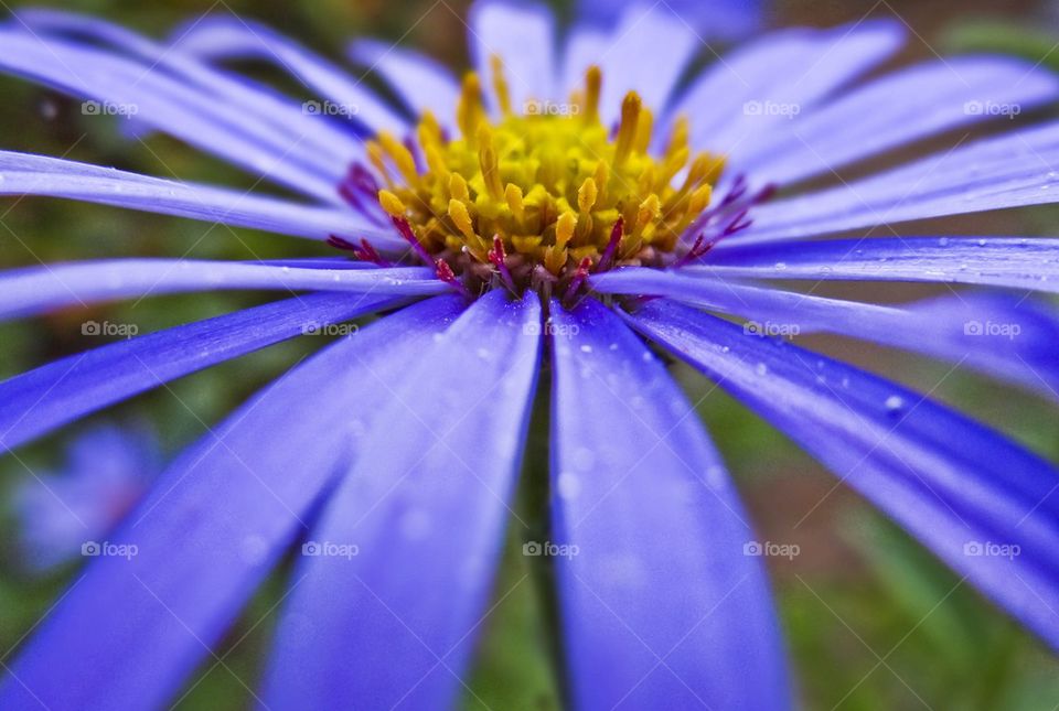 flower macro dew kgphotography by kghilieri