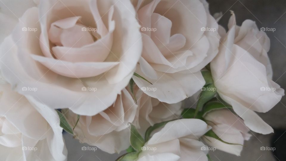 The White Roses I