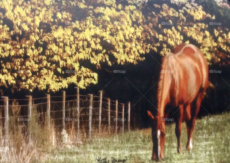 Grazing Horse