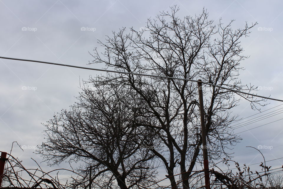 Tree silhouettes