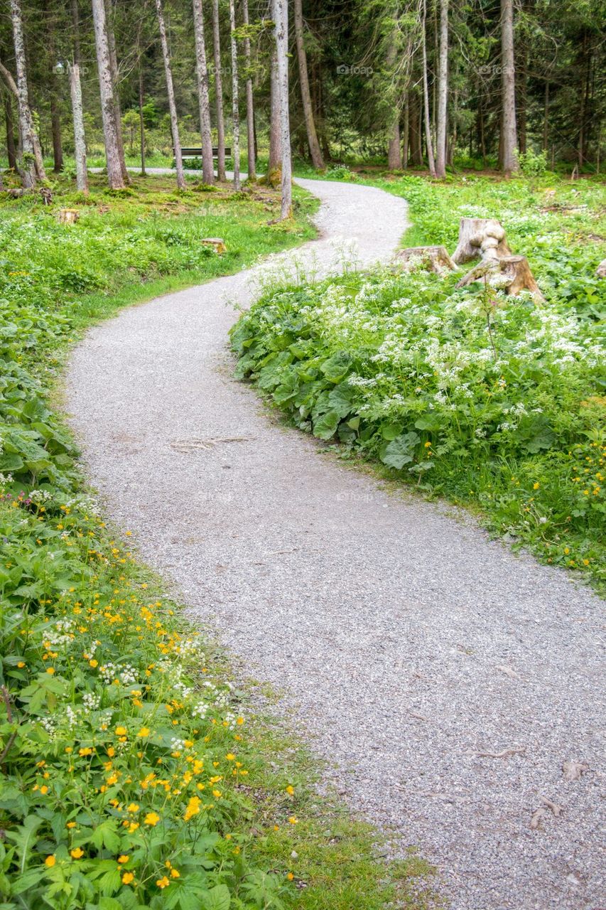 Hiking path through the woods