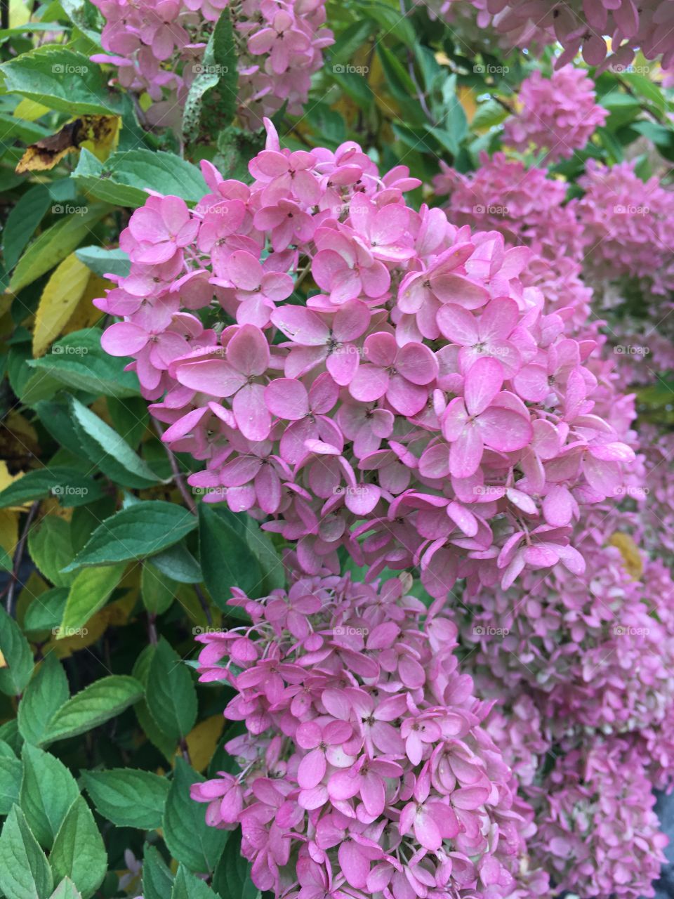 Fall Hydrangea