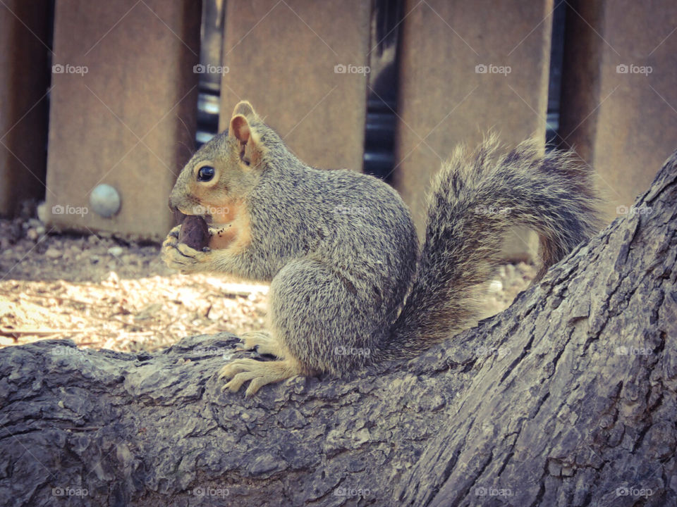 Squirrel in spring