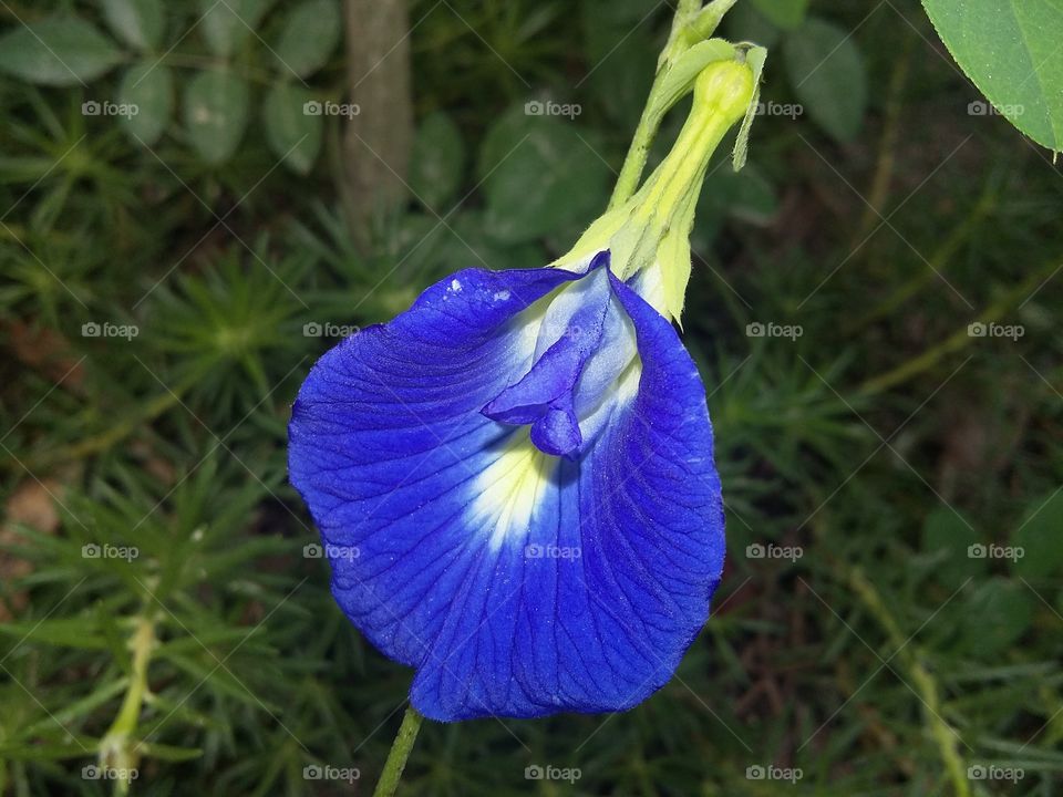 awesome Flower. This is captured by me from our village....