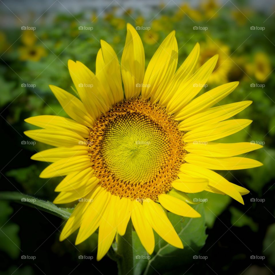 The gift from the sun to earth is a flower, a sunflower.
