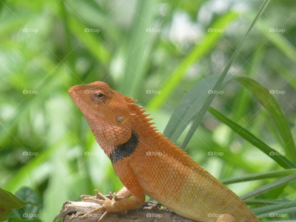 A lizard on a branch 