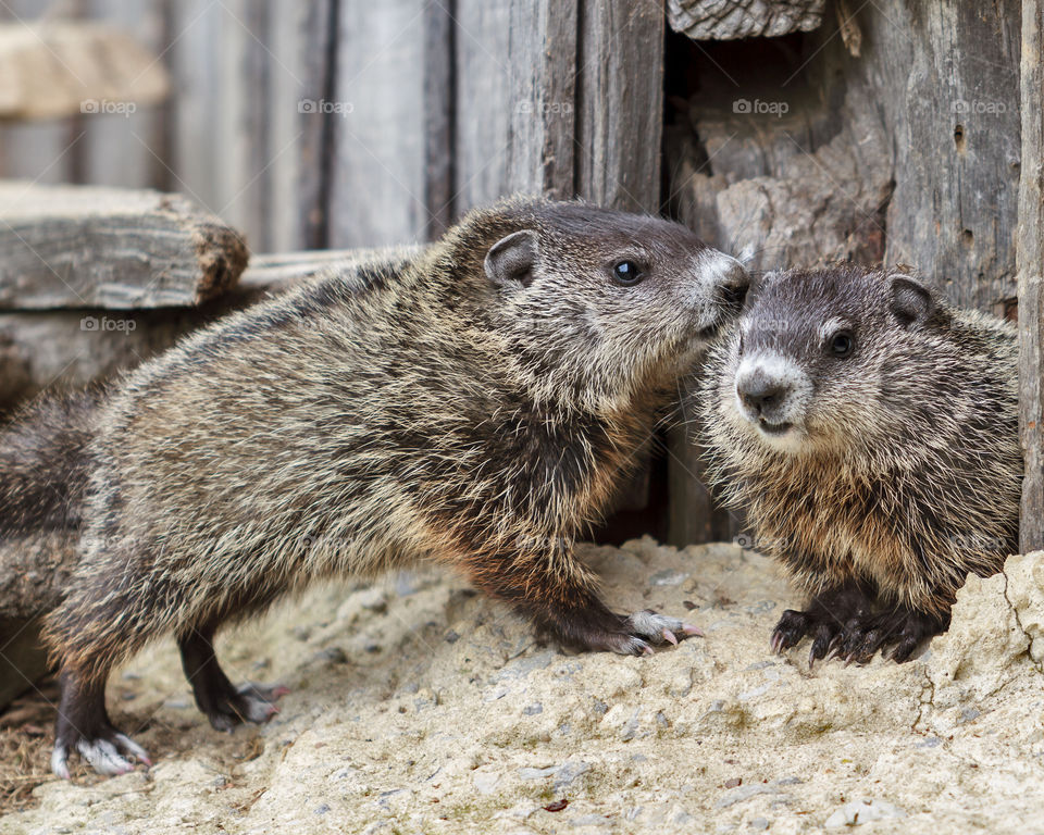Baby Groundhogs. Baby Groundhogs aka Woodchucks