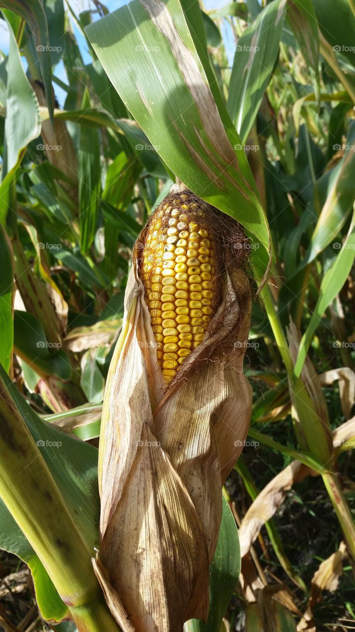 Corn Cobb