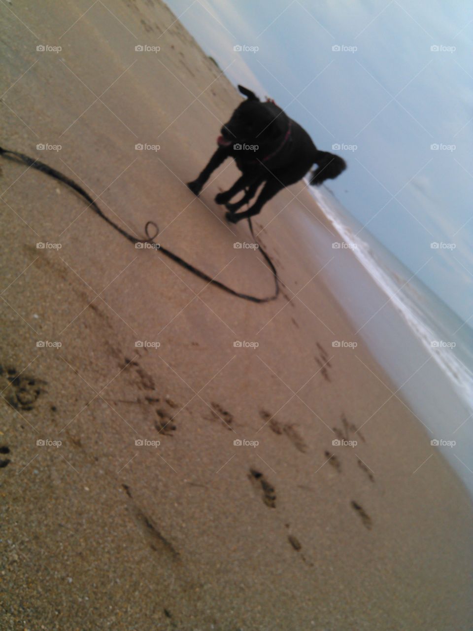 Footprints of a dog.... Shot of my dog walking away then turning around to come back to me.
