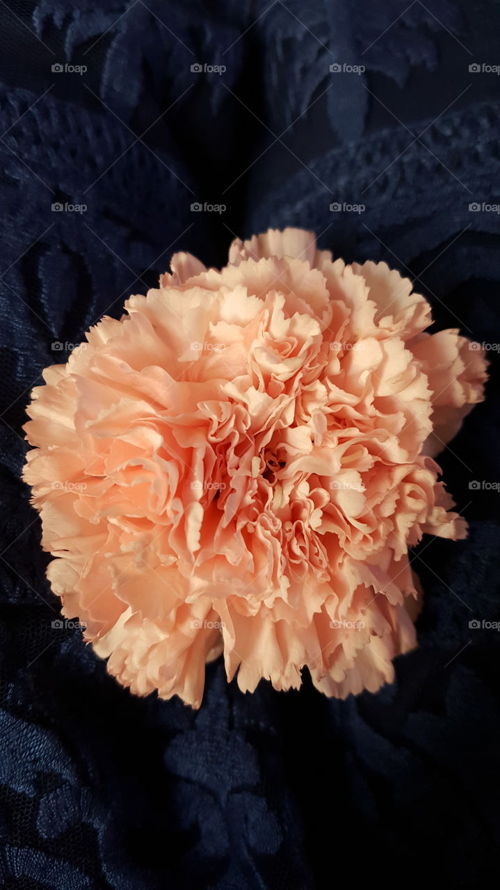 Peach Carnation & Blue Lace