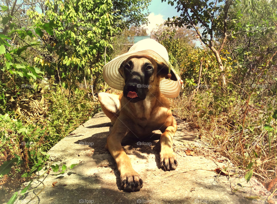 Dog shepherd malinois