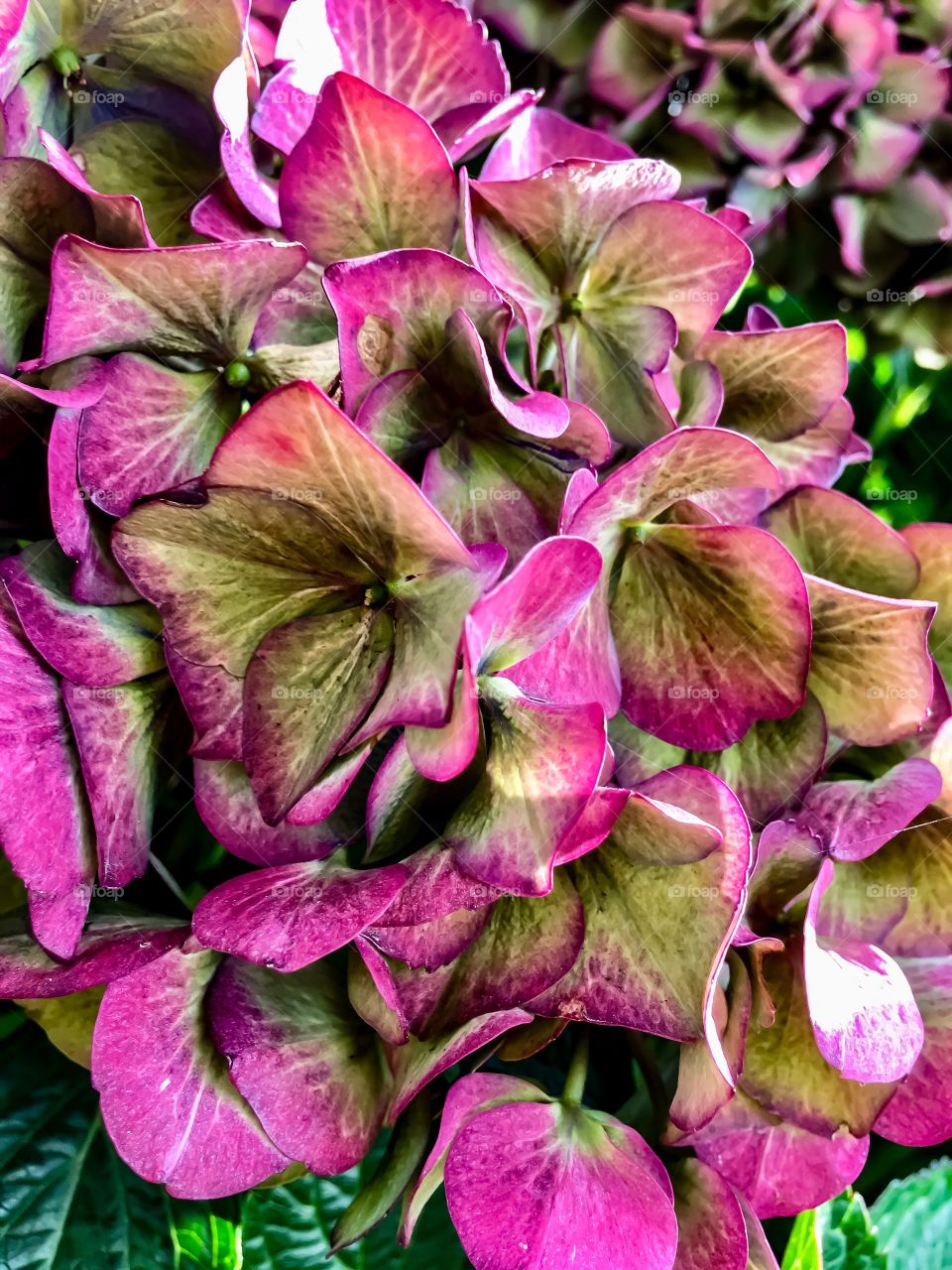 Autumn Hydrangea 