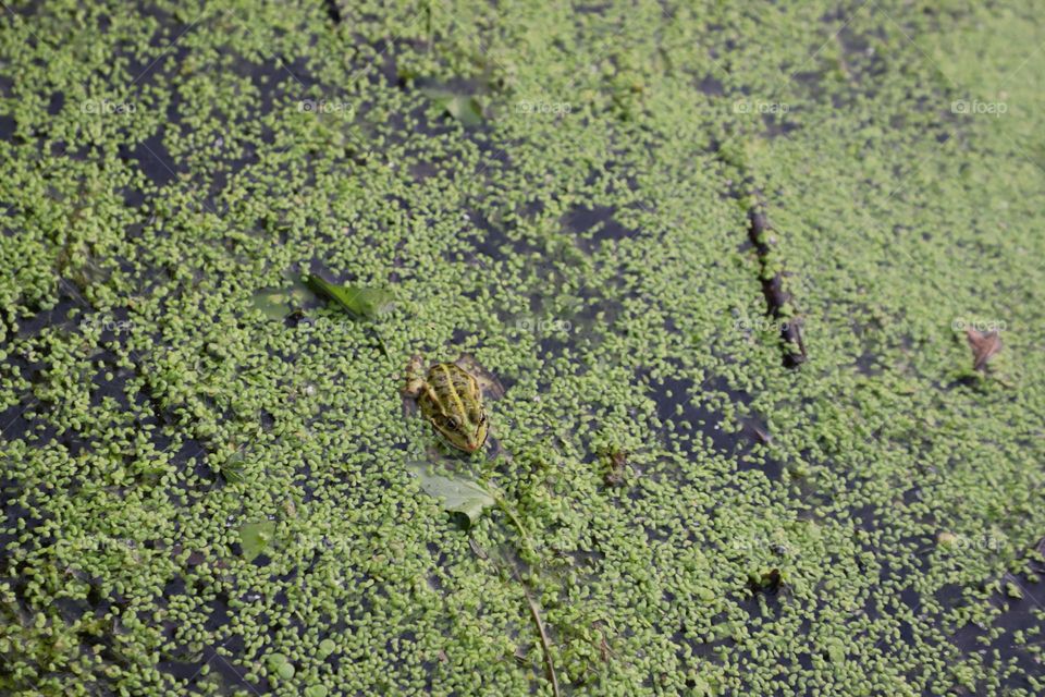 Little frog in green lake 