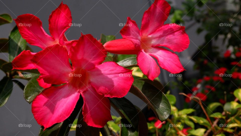 adenium is an ornamental plant species, the stem is large, the lower part resembles a tuber, the stem is not cambium, the roots can enlarge to resemble a tuber, the leaf shape is long, some are oval, pointed, small and large, the flower colors vary