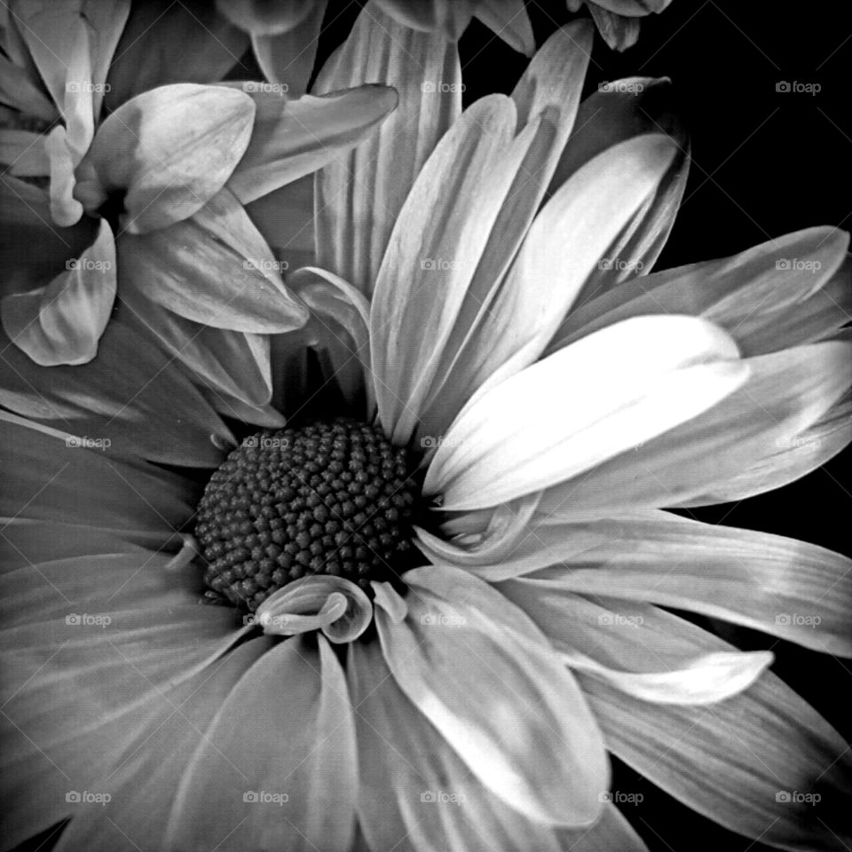 Flower, Nature, Monochrome, No Person, Flora